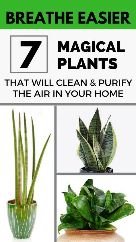 Breathe Pure, Breathe Magical: How to Incorporate the Plant into Your Home